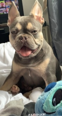 6 month old french bulldog blue