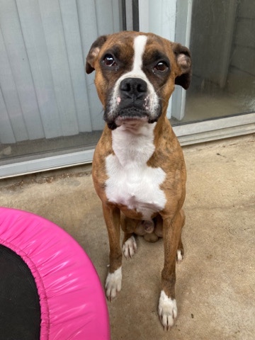 Boxer – Boxer Rehome