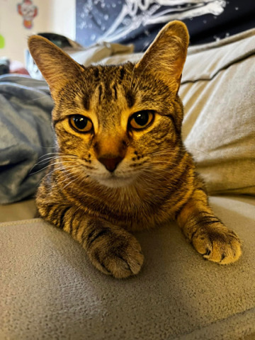 cat domestic short hair