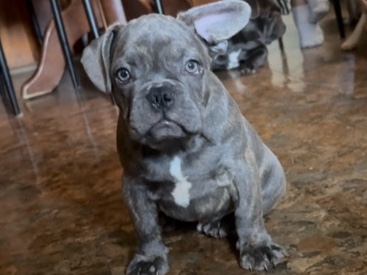 French Bulldog – Handsome Male French Bulldog Puppy – Playful & Loyal Companion! – Philadelphia