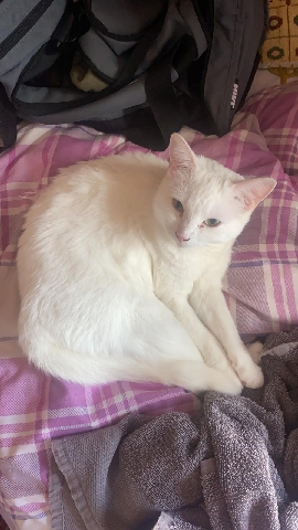 Beautiful white female cat for sale