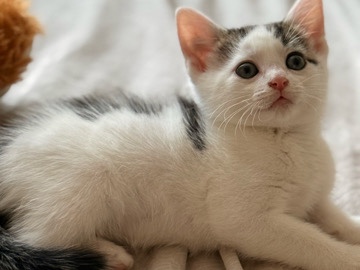 Adorable Kittens Looking for Loving Homes – Borehamwood