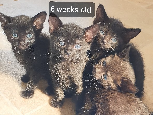 5 purr-fect choc brownie babies 🐾 – Birmingham