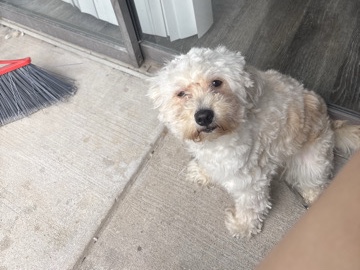 Maltipoo – White MaltiPoo|CASH ONLY – Dallas