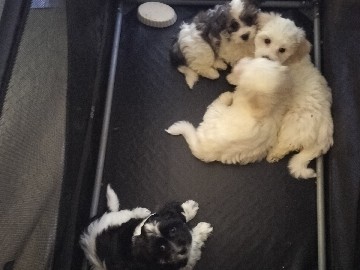 Coton de Tulear – GORGEOUS COTON de Tuleau puppies – Highland Village