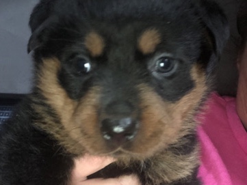 Rottweiler – female Rottweiler puppy – Blackburn