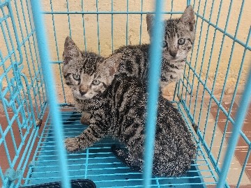 Bengal – Bengal kittens