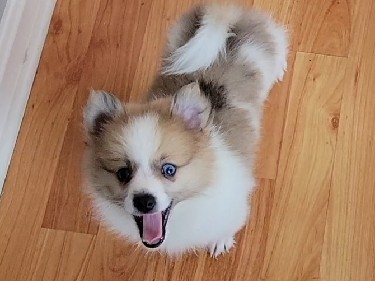 Pomeranian – POMERANIAN – Worcester