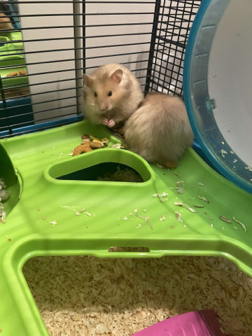 4 baby female hamsters for sale