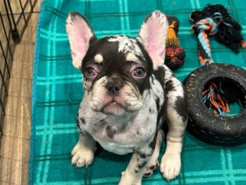 French Bulldog – frenchie pup – Salem
