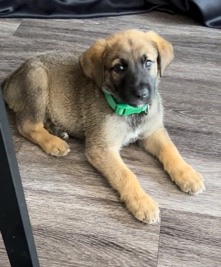 German Shepherd – German Shepherd Mix