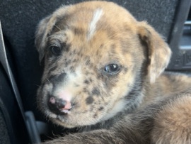 Catahoula Cur -  Catahoula lab mix available for adoption in Dallas