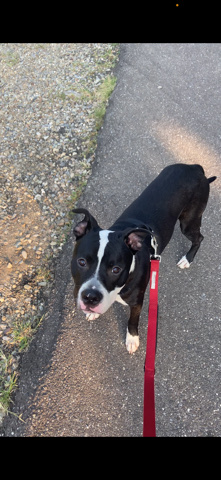 American Staffordshire Terrier – Loving Puppy