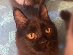Maine Coon – 3 beautiful kittens – New York