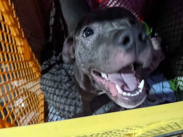 Cane Corso – Samson the Cane Corso and Pitbull Mix