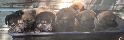 German Shepherd – German Shepherd Puppies