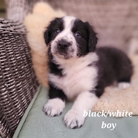 English Shepherd – English Shepherd puppies