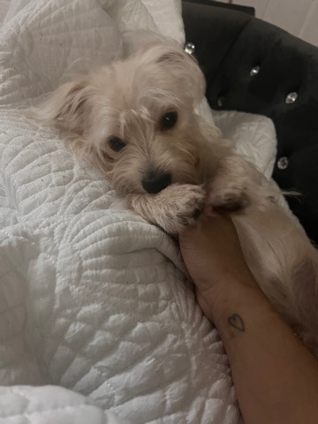 Maltese – Maltese/yorkie free I’m moving
