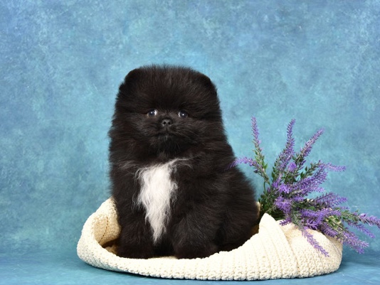 Pomeranian Puppies for Sale – Healthy & Playful