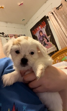 Coton de Tulear – Coton De Tulear puppy needs a new home