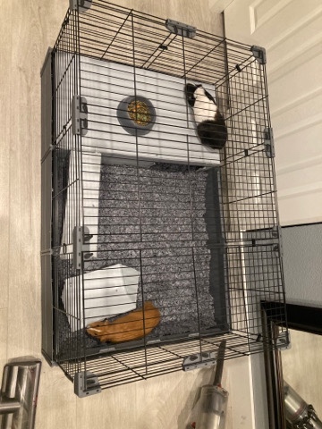 Any – 2 girl guinea pigs