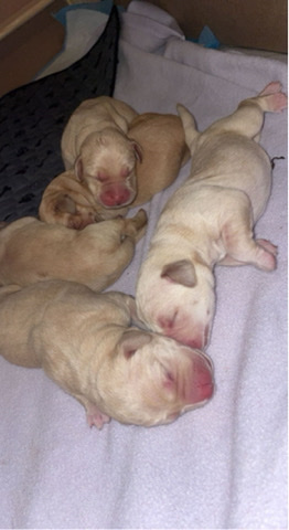 Labrador Retriever – golden Labrador puppies