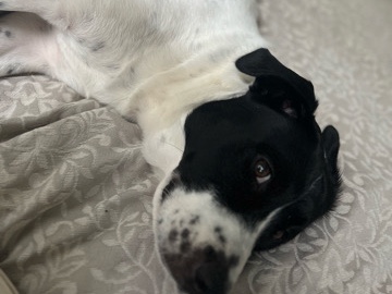 Border Collie – Border Collie / Lab – Hatboro