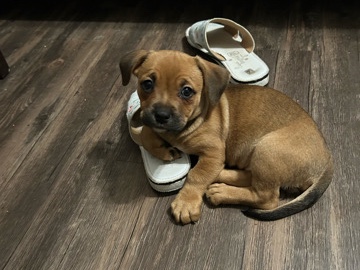 Puggle – Puggle for sale 200$ – Dallas