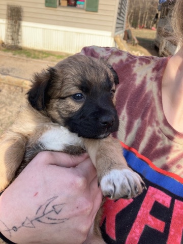 Great Pyrenees – Rehoming puppy