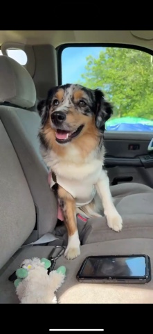 Australian Shepherd – Female Mini Aussie