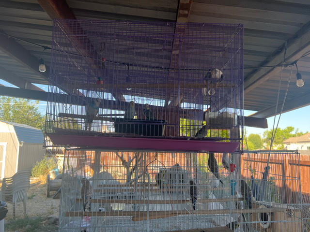 Indian Ringneck Parakeet – parakeets for sell