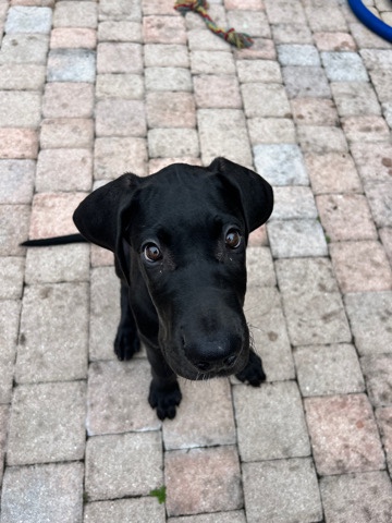 Australian Shepherd – freddy the great dane