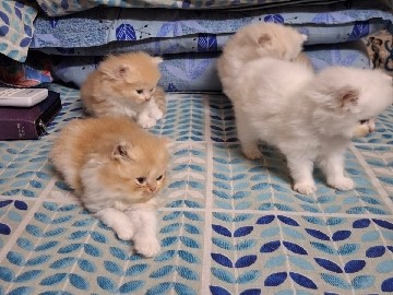 persian kitten