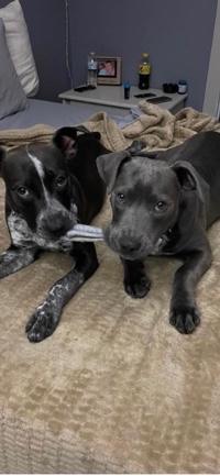 American Pit Bull Terrier – blue heeler pit mix