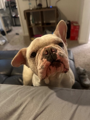 French Bulldog – 1 year old frenchie – Fuquay Varina