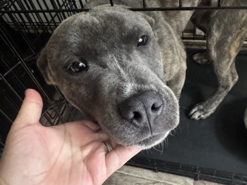 American Pit Bull Terrier – Friendly American Pit Bull Terrier Puppy – 5 Months Old – Raleigh