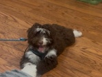 Miniature Australian Shepherd – coco – Gaithersburg