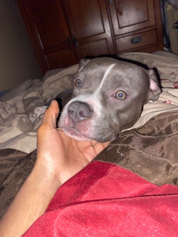 American Pit Bull Terrier – please help me find her a new home