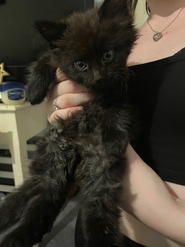 Maine Coon – 8 week old kitten looking for a home