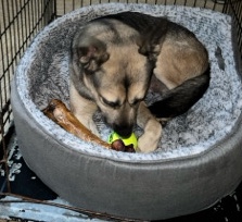 German Shepherd – German shepherd/husky