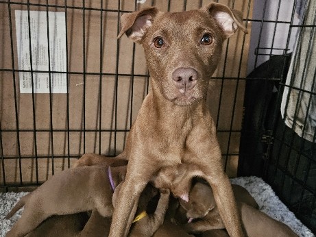 Patterdale Terrier – Patterdale terrier pups – Royal Leamington Spa