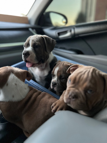 American Bulldog – American Pocket Bully Puppies