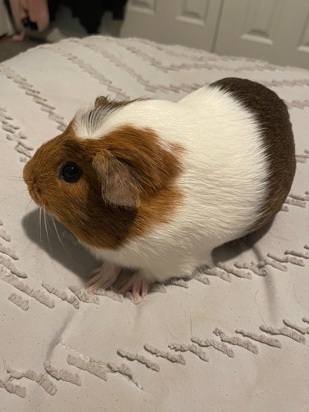 Young Guinea Pig
