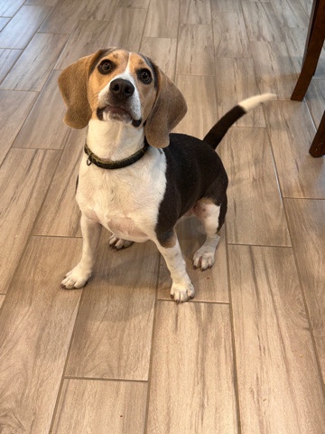 playful,energetic,loves to cuddle and stubborn.