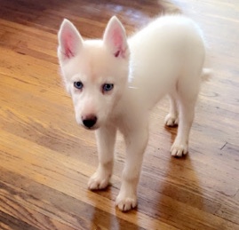 Siberian Husky – Siberian Husky puppies