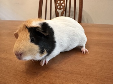2 male guinea pigs + supplies FREE
