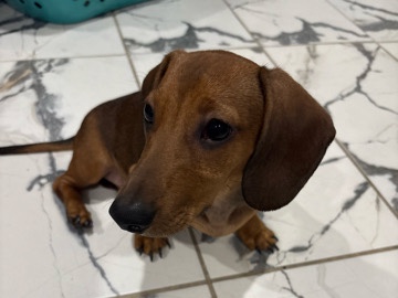 wiener dog – Garland