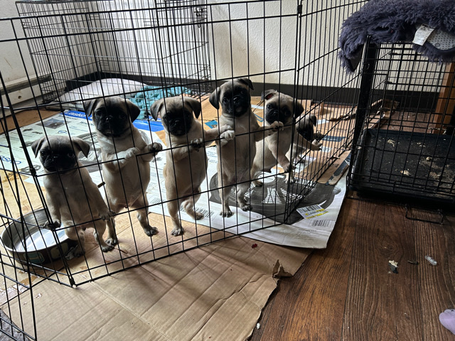 pug pups!