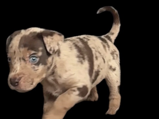 American Staffordshire Terrier – Blue eye puppy – Vancouver