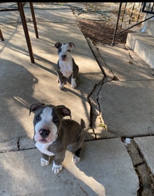 American Pit Bull Terrier – rehoming 2 puppies